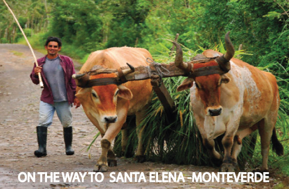 Monteverde Backpackers